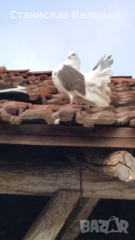 Продавам два броя фенерлии