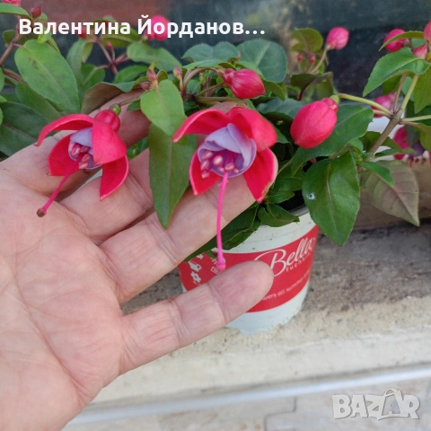 каскадна фуксия обичка , снимка 2 - Градински цветя и растения - 54021822