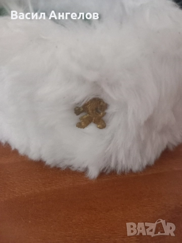 кепе на чавдарче, снимка 2 - Други ценни предмети - 52255458