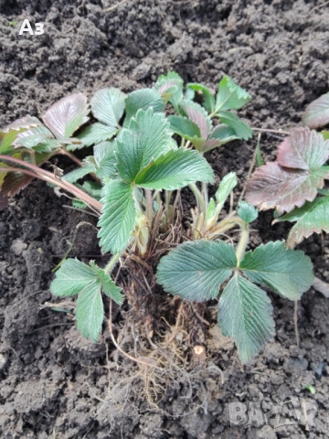 продавам разсад на български ягоди