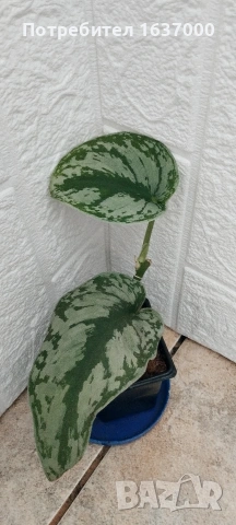 Сциндапсус Екзотика