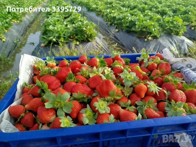 разсад за ягоди записвам за края на февруари цена 025€, снимка 11 - Разсади - 53407757