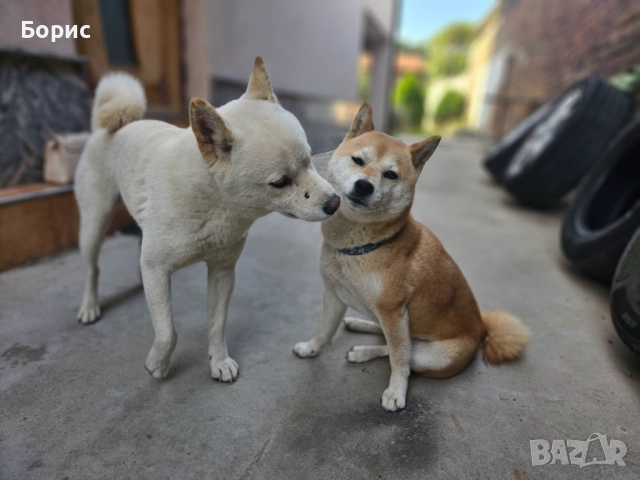 2 бр. Шиба Ину с родословие, снимка 6 - Шиба ину - 52678037