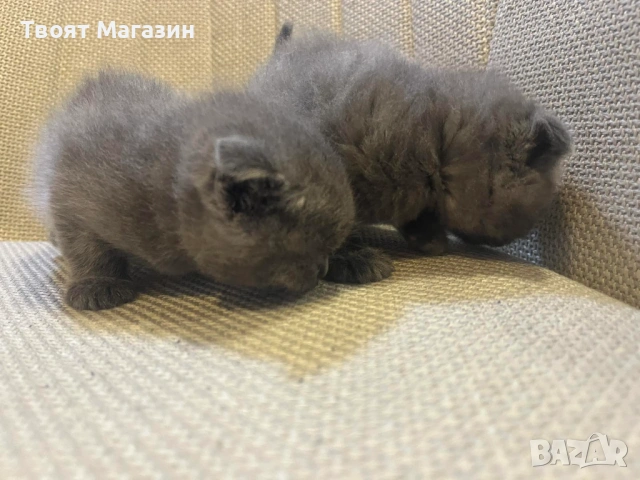 Малки пухкави съкровища търсят своя нов дом! 🐾, снимка 7 - Британска късокосместа - 53889145