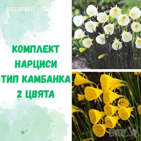 Нарцис "Камбанка" - луковици , снимка 1