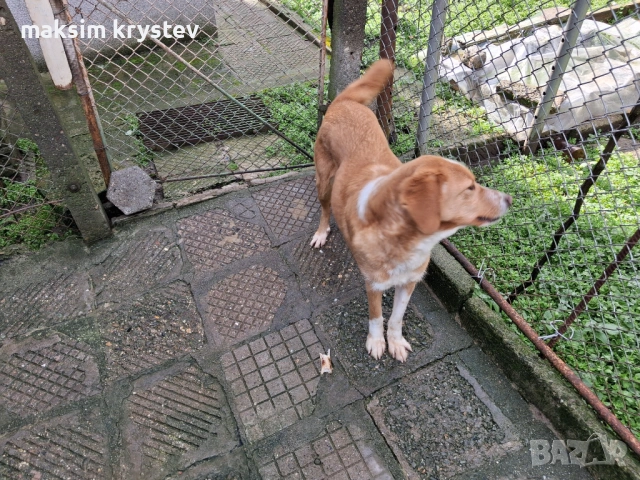 Подарявам Гонче 