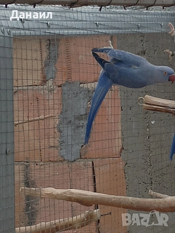 Малък Александър , снимка 6 - Папагали - 54121231