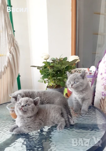 Продавам британски късокосмести котета