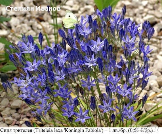 Синя трителея (Triteleia laxa 'Köningin Fabiola') - луковици
