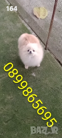 Женски миниатюрен мини Померан на 6 месеца 1 кг