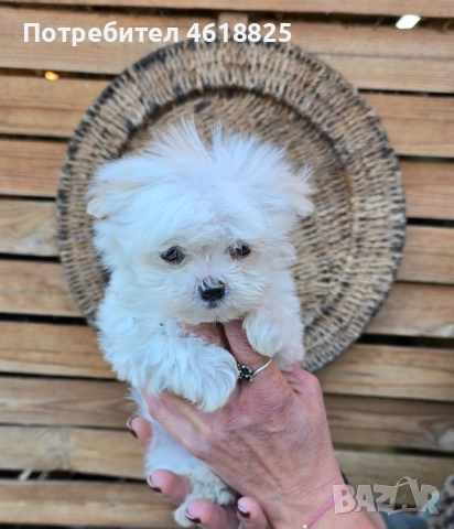 Малтийска болонка супер мини , снимка 3 - Болонка - 52773293