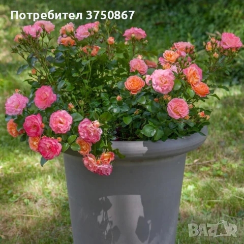 🌹 РОЗА 🌹 Peach DRIFT® Meiggili 🌹, снимка 2 - Градински цветя и растения - 51264438