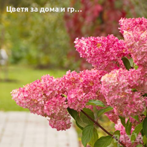 Hydrangea paniculata Ванилия-Ягода - Хортензия за слънце, снимка 3 - Разсади - 46635379