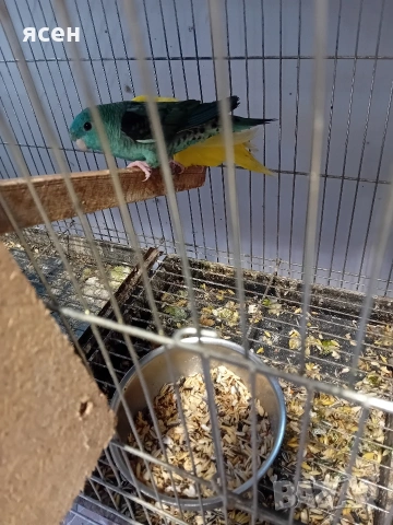 Продавам Аймари , снимка 6 - Папагали - 54153647