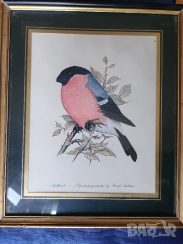 Декоративни птици - Немски стандарт (официален),цветен,300 вида описани, критерии за оценка/+рисунки, снимка 14 - Енциклопедии, справочници - 52341558