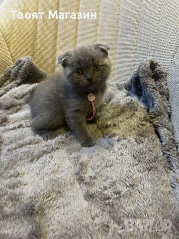 Сиво британско-шотландско момиче – социализирано и игриво, снимка 3 - Други - 54029377