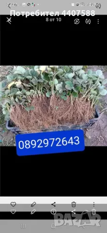 Разсад ягоди и малини , снимка 14 - Разсади - 49438431