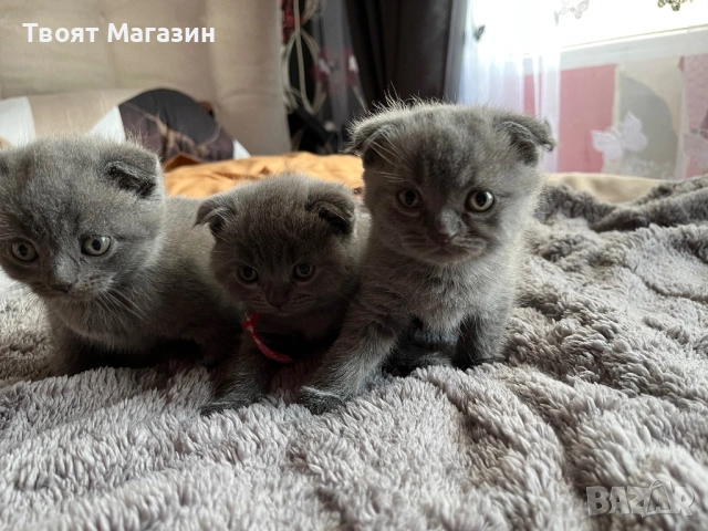 Малки шотландски клепоухи пухкави съкровища търсят своя нов дом! 🐾, снимка 8 - Британска късокосместа - 53889145