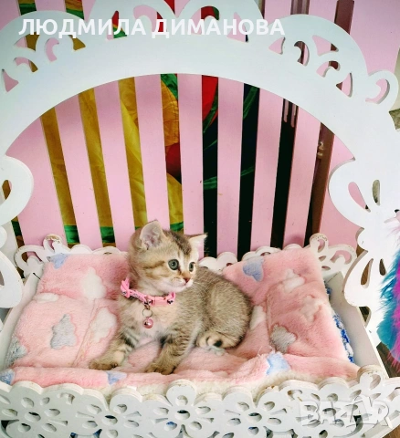 Шотландско мъжко златна чинчила. , снимка 6 - Британска късокосместа - 53707101