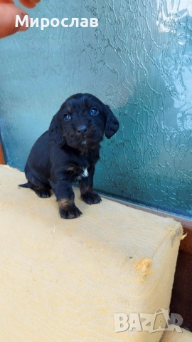 Мъжки кокер шпаньол , снимка 5 - Кокер шпаньол - 53280515