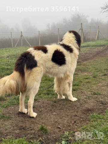 Каракачанки с.Агатово, снимка 3 - Каракачанска овчарка - 52885341