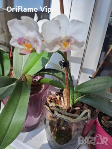 Орхидея ароматна, снимка 2 - Стайни растения - 51443246