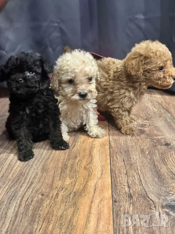 Пудел той , снимка 7 - Пудели - 54160011