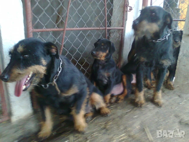 Ягдтериери на 6 месеца , снимка 6 - Ягдтериер - 51120051