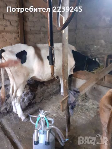 крава  крави 2бр., снимка 2 - Крави - 46238149