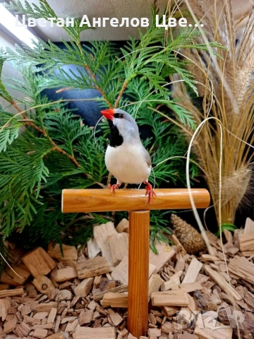 продавам остроопашати амадини , снимка 1