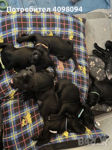 Beautiful cane corso puppies, снимка 3 - Кане корсо - 45736466