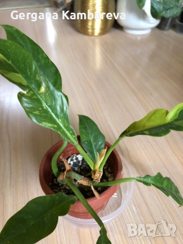 Philodendron Ring of Fire , снимка 2 - Стайни растения - 52883203