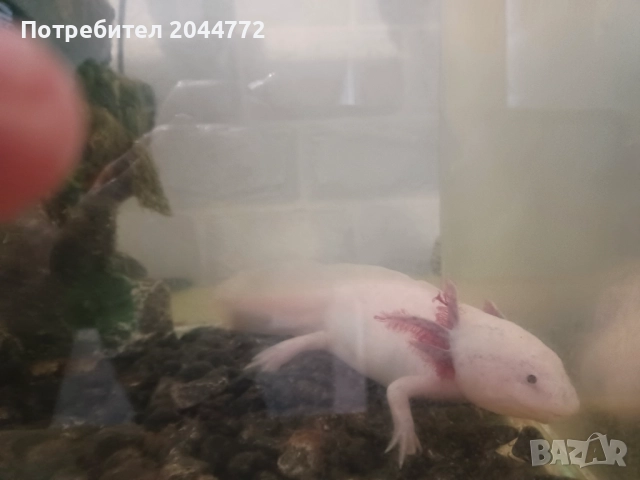 Акселотъл ,воден гущер