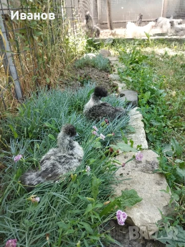 Копринки, млади чифтове , снимка 3 - Кокошки и пуйки - 50408201