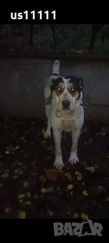 продава се мъжки алабай , снимка 2 - Алабай - 52812104