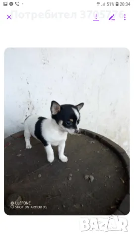 Джуджета мини мини, снимка 2 - Чихуахуа - 49937684