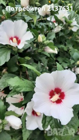 ГРАДИНСКИ ХИБИСКУС  - розов и бял,  в контейнер , снимка 3 - Градински цветя и растения - 45742818