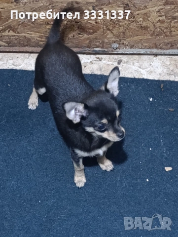 мини чихуахуа пинчер момче 