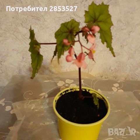 Комплект Бегонии, снимка 6 - Стайни растения - 45658587