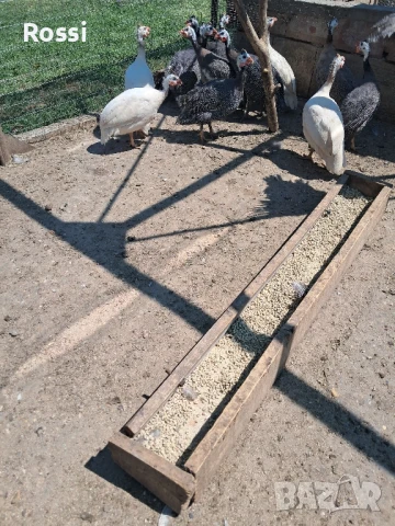 ТОКАЧЕ месо, снимка 11 - Домашни продукти - 51003916