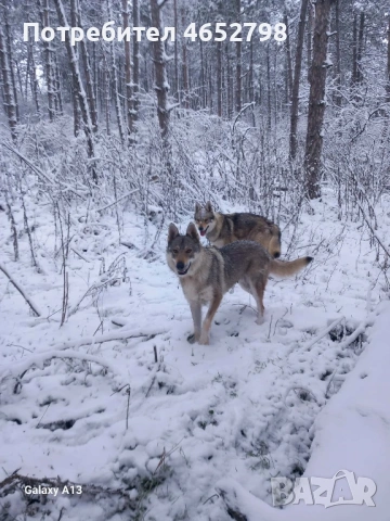 Чехославашки Вълчак