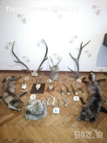 Рога, ловна сбирщина от 70-80те години