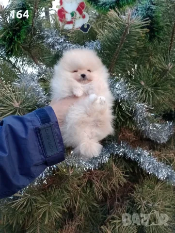 Богат избор на Померани. Реални снимки от 22.12.24 Г., снимка 8 - Померан - 48439779