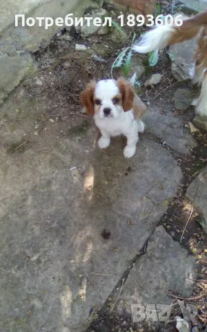 Кавалер Кинг Чарлз шпаньол, снимка 9 - Кавалер кинг чарлз шпаньол - 50016007