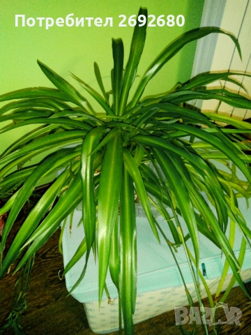 Хлорофитум, традесканция 