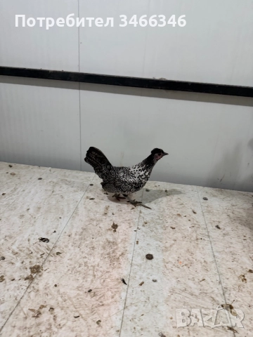 Продавам декоративни кокошки, снимка 4 - Кокошки и пуйки - 52585183