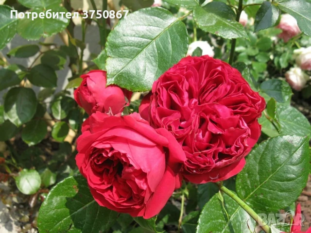 🌹РОЗА 🌹Gpt Red Eden Rose® (Eric Tabarly®) 🌹, снимка 6 - Градински цветя и растения - 51135670