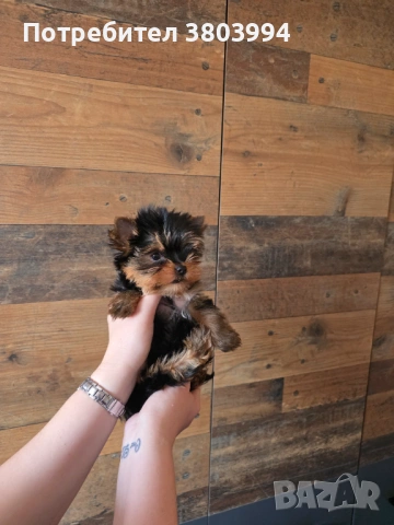 Чистокръвно Мини момиченце, снимка 2 - Йоркширски териер - 54243156