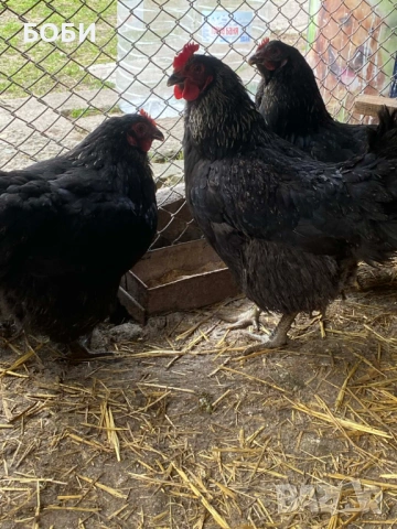 Ярки домашни