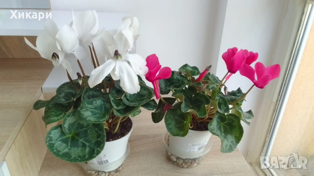 Циклама с едър цвят , снимка 8 - Стайни растения - 53539443